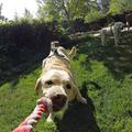 GP197 Cinghia pettorale regolabile per imbracatura per cani per action camera - Nero