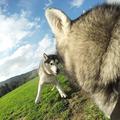 GP197 Cinghia pettorale regolabile per imbracatura per cani per action camera - Nero