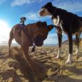 GP197 Cinghia pettorale regolabile per imbracatura per cani per action camera - Nero